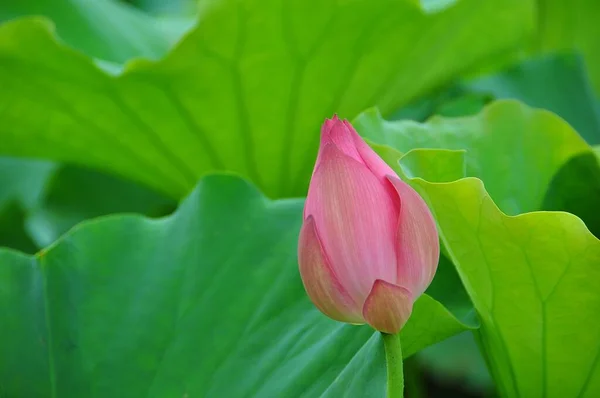 Lotus Ist Die Wasserpflanze Hat Breite Schwebende Blätter Und Leuchtend — Stockfoto