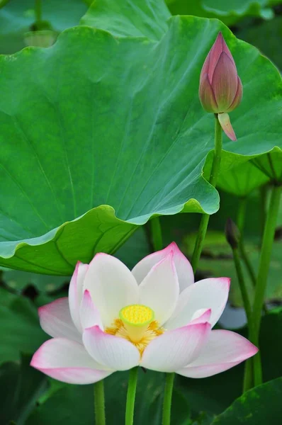 Lotus Bir Bitkisi Geniş Yaprakları Güzel Kokulu Çiçekleri Vardır Yapraklar — Stok fotoğraf