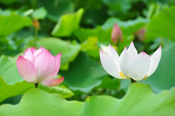 Lotus Este Planta Apă Frunze Plutitoare Largi Flori Parfumate Strălucitoare — Fotografie, imagine de stoc