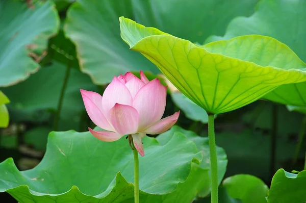 Lotus Ist Die Wasserpflanze Hat Breite Schwebende Blätter Und Leuchtend — Stockfoto