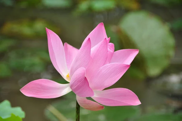 Lotus Waterplant Het Heeft Brede Drijvende Bladeren Heldere Geurige Bloemen — Stockfoto