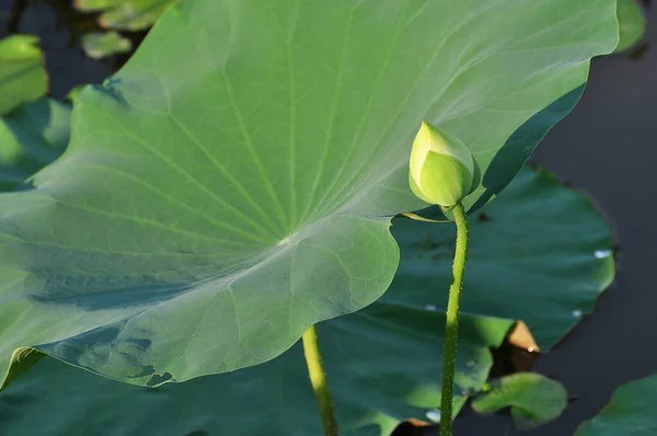 Lotus Este Planta Apă Frunze Plutitoare Largi Flori Parfumate Strălucitoare — Fotografie, imagine de stoc