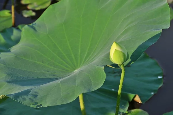 Lotus Planta Água Tem Folhas Flutuantes Largas Flores Perfumadas Brilhantes — Fotografia de Stock