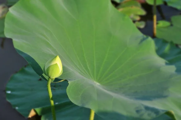 Lotus Planta Água Tem Folhas Flutuantes Largas Flores Perfumadas Brilhantes — Fotografia de Stock