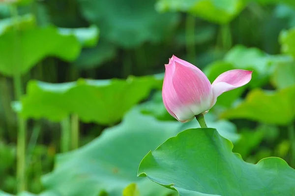 Lotus Ist Die Wasserpflanze Hat Breite Schwebende Blätter Und Leuchtend — Stockfoto