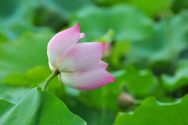 Lotus Ist Die Wasserpflanze Hat Breite Schwebende Blätter Und Leuchtend — Stockfoto