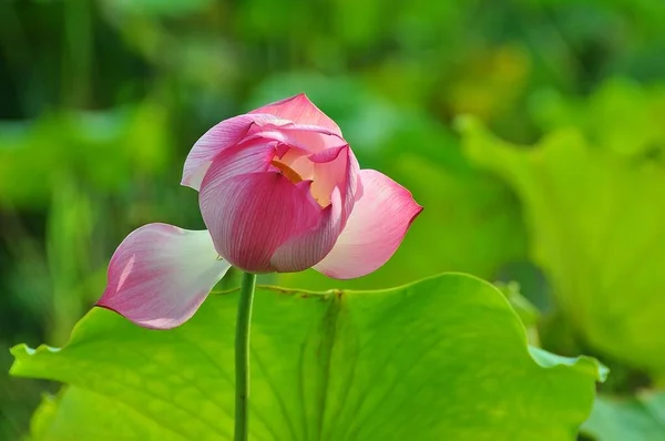 Lotus Ist Die Wasserpflanze Hat Breite Schwebende Blätter Und Leuchtend — Stockfoto