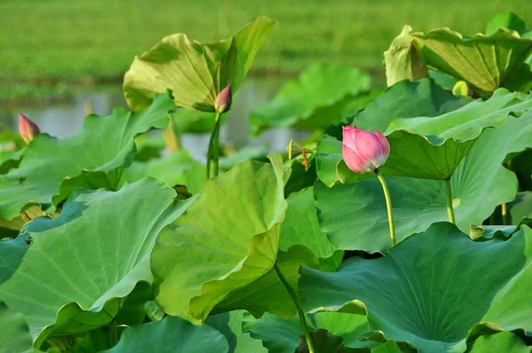 Lotus Waterplant Het Heeft Brede Drijvende Bladeren Heldere Geurige Bloemen — Stockfoto