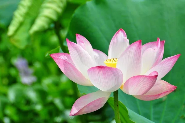 Lotus Waterplant Het Heeft Brede Drijvende Bladeren Heldere Geurige Bloemen — Stockfoto