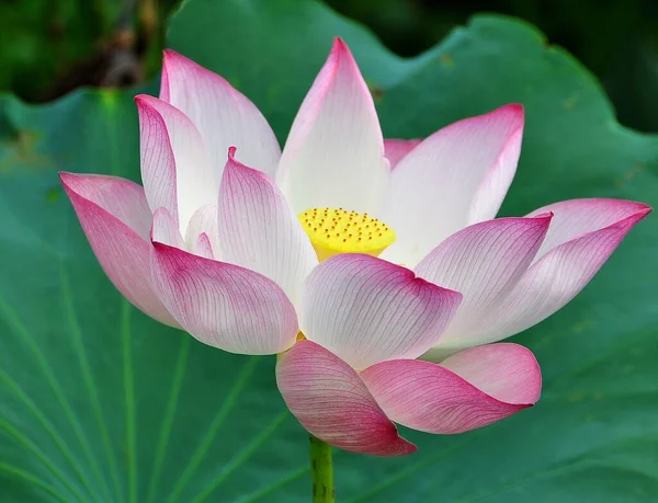 Lotus Waterplant Het Heeft Brede Drijvende Bladeren Heldere Geurige Bloemen — Stockfoto