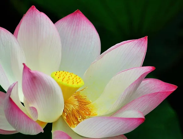 Loto Planta Agua Tiene Hojas Flotantes Anchas Flores Fragantes Brillantes —  Fotos de Stock