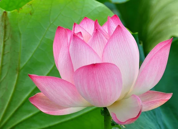 Lotus Waterplant Het Heeft Brede Drijvende Bladeren Heldere Geurige Bloemen — Stockfoto