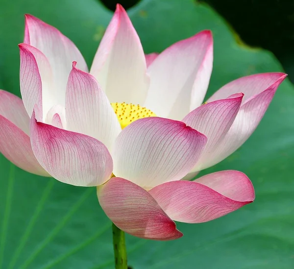 Loto Planta Agua Tiene Hojas Flotantes Anchas Flores Fragantes Brillantes —  Fotos de Stock