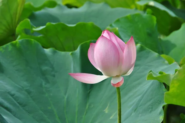 Lotus Ist Die Wasserpflanze Hat Breite Schwebende Blätter Und Leuchtend — Stockfoto