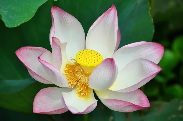 Lotus Bir Bitkisi Geniş Yaprakları Güzel Kokulu Çiçekleri Vardır Yapraklar — Stok fotoğraf