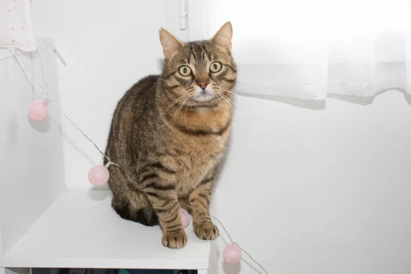 Retrato Único Gato Assento Casa Perto Janela — Fotografia de Stock