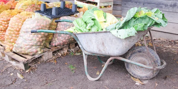 Una Carretilla Llena Hojas Col Patio Granja — Foto de Stock