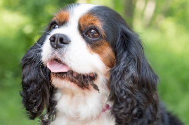 Cavalier King Charles Spaniel köpek güneşli açık havada doğada