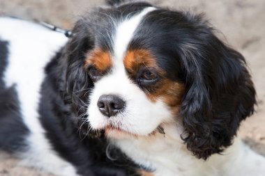 şirin cavalier king charles spaniel portresi