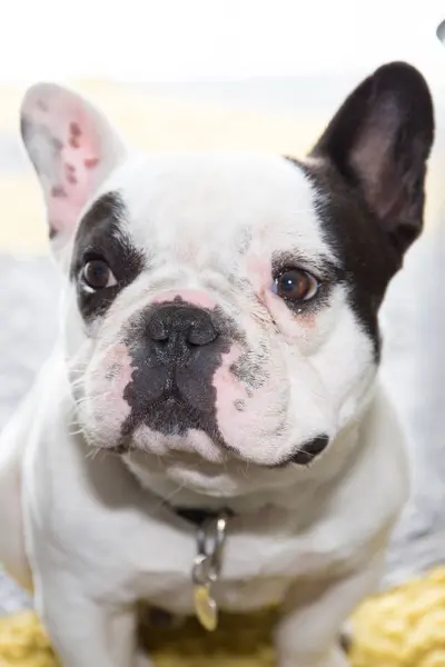 Eine Schwarz Weiße Bulldogge Porträt — Stockfoto