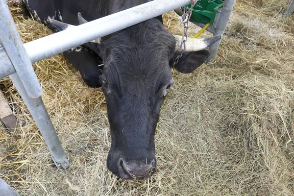 Una Granja Cabeza Una Vaca Negra Que Come Paja — Foto de Stock