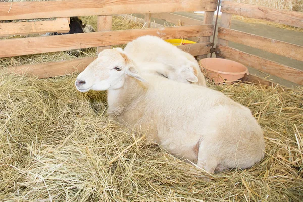 Sheep Barn Looks Camera — Stock Photo, Image