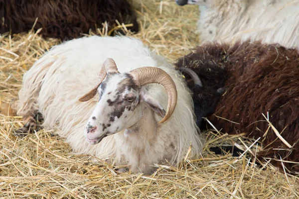 Head Horns Wild Big Horned Sheep Lying Straw — Stock Photo, Image