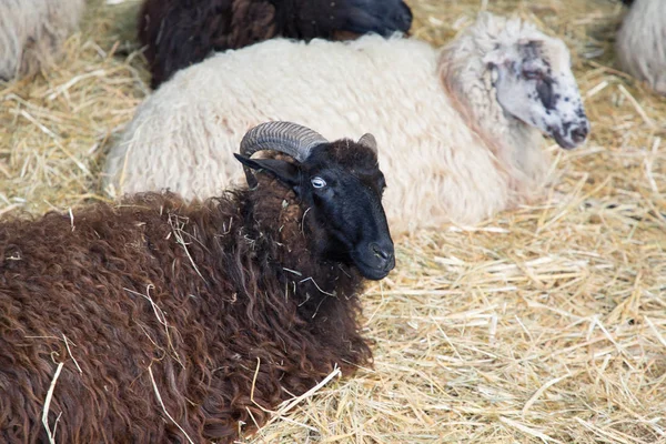 Head Black Sheep Flock White Sheeps — Stock Photo, Image