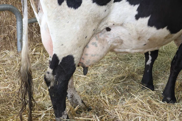 Részletek Tőgy Egy Tehenet Szalma Gazdaság — Stock Fotó