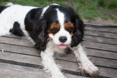 Açık havada güzel üç renkli Cavalier King Charles Spaniel