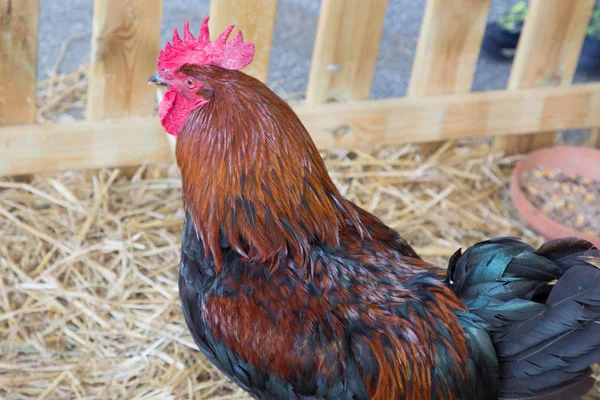 Gallo Con Gallinas Domésticas Peine Rojo — Foto de Stock