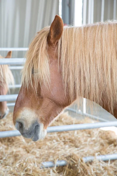 Hlava Koně Koně Farmě Slunečného Dne — Stock fotografie