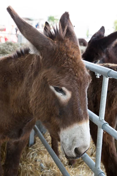 Eselskopf Bauernhof Bringt Porträt Hoch — Stockfoto