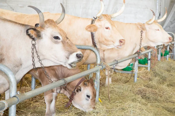Poco Carne Vaca Agricultura Rural — Foto de Stock