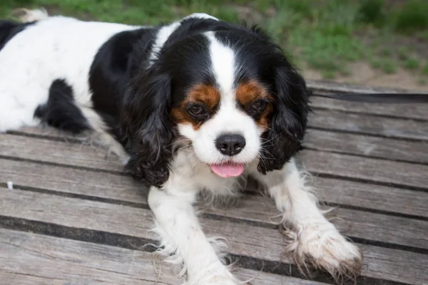 Beautiful Tricolor Cavalier King Charles Spaniel Outdoors — Stock Photo, Image