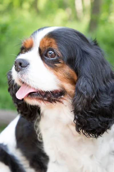 Cavalier king charles dil ağzından portresi