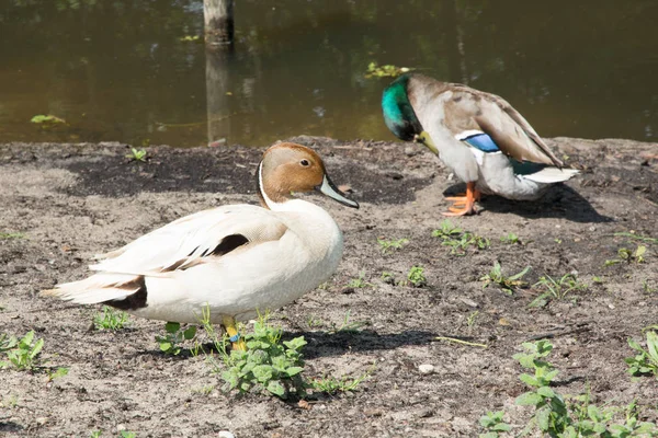 Duck Couple River Side Outdoors Summer Day — Stock Photo, Image