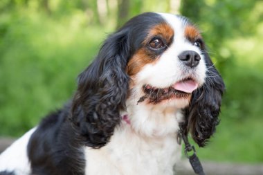 Cavalier king charles Spaniel köpek kadar açık havada arıyorsunuz