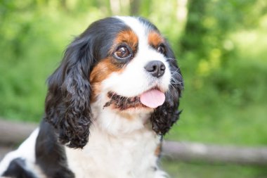 Üç renkli cavalier king charles spaniel köpek yeşil çim bir arka plan üzerinde portresi