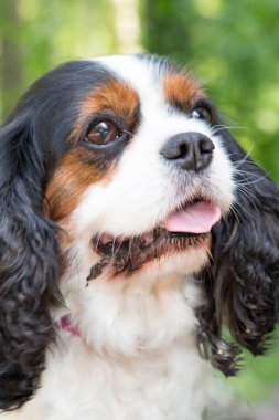 Cavalier king charles spaniel portre kadar açık kapatmak