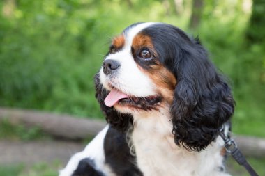 Düşüncesiz kral şarlatan İspanyol birçok ülkede daha popüler doğurmak