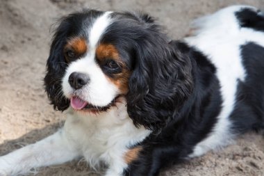 Düşüncesiz kral şarlatan İspanyol küçük bir İspanyol bir oyuncak köpek sınıflandırılır olduğunu