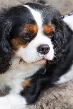 Üç renkli güzel cavalier king charles spaniel köpek portresi