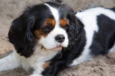 Üç renkli Cavalier king charles spaniel köpek parkta
