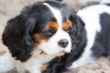 sevimli köpek cavalier İspanyol yerdeki açık havada