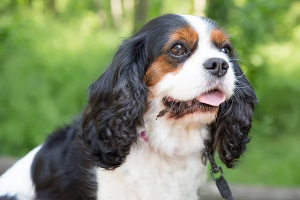 Cavalier king charles Spaniel köpek kadar açık havada arıyorsunuz