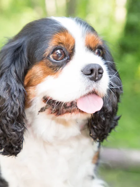 Açık Cavalier king charles spaniel portre
