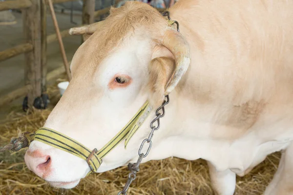 Retrato Una Vaca Cultivada Para Carne Ecológica Granja — Foto de Stock