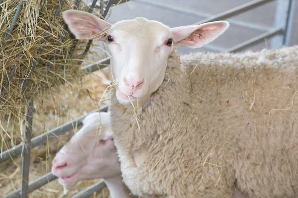 Пастушьи Овцы Стойле — стоковое фото