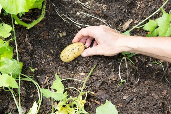 Frische Kartoffeln Den Händen Eines Mannes Der Garten Gräbt — Stockfoto